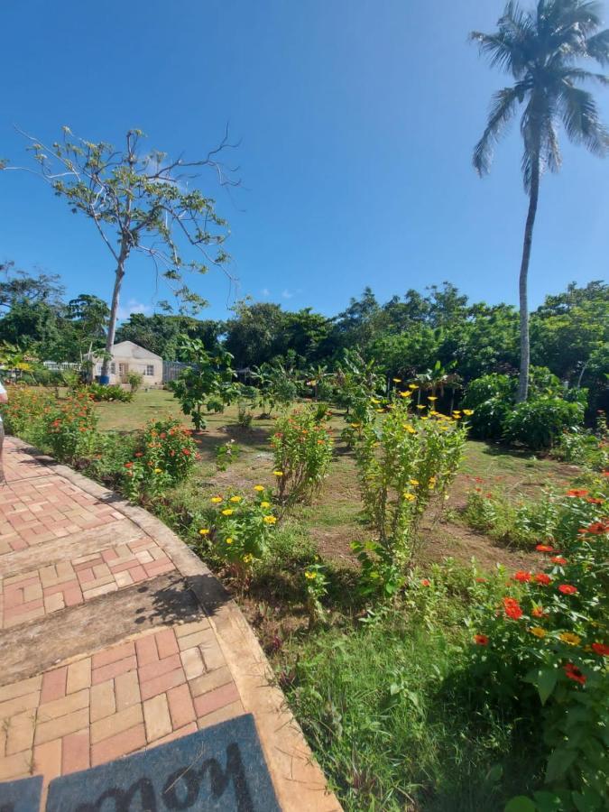 San Andrés Blue Lizard Houseヴィラ エクステリア 写真