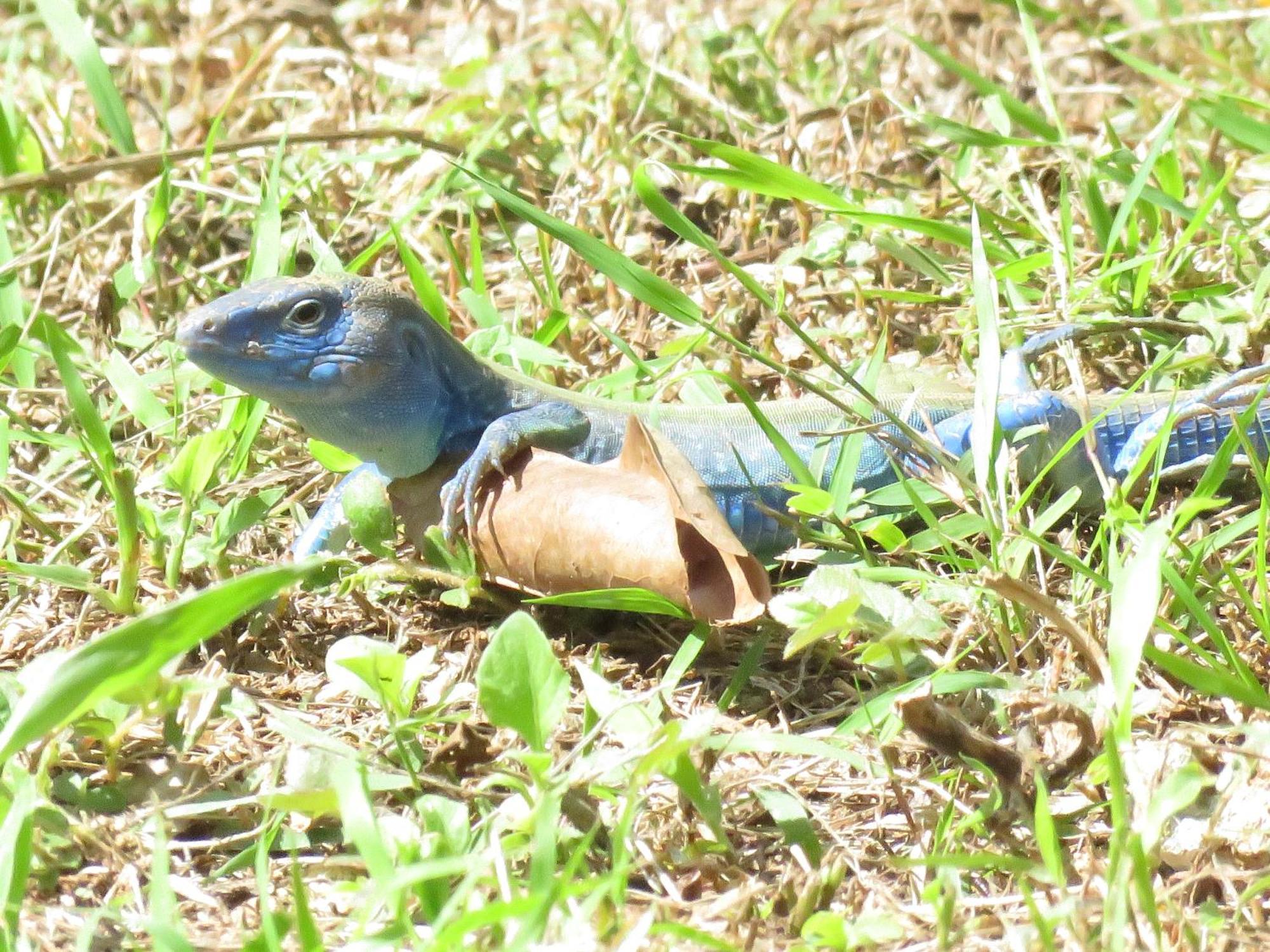 San Andrés Blue Lizard Houseヴィラ エクステリア 写真